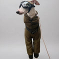 Carica l'immagine nel visualizzatore della galleria, Doudoune pour lévrier Oscar et Plume en style pilote avec lunettes de protection pour chiens
