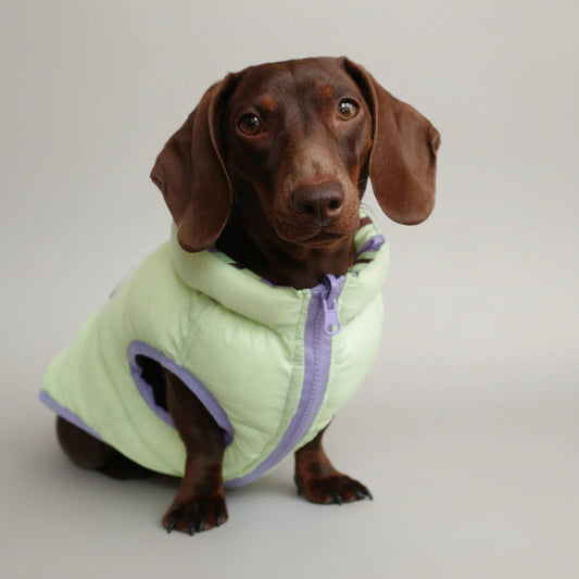 Doudoune pour teckel hiver en vert clair avec col elastique pour plus de confort