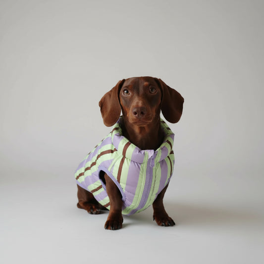 Doudoune pour teckel hiver à rayures vertes et violettes, idéale pour garder votre chien au chaud