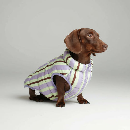 Doudoune pour teckel hiver à rayures violettes et vertes, parfaite pour garder votre chien au chaud