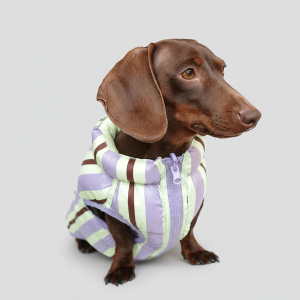 Doudoune pour teckel hiver à rayures violettes et vertes, idéale pour garder votre chien au chaud