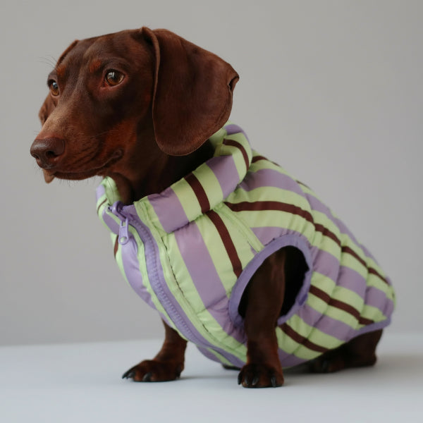 Doudoune pour teckel hiver Oscar et Plume avec rayures vertes et violettes pour garder votre chien au chaud