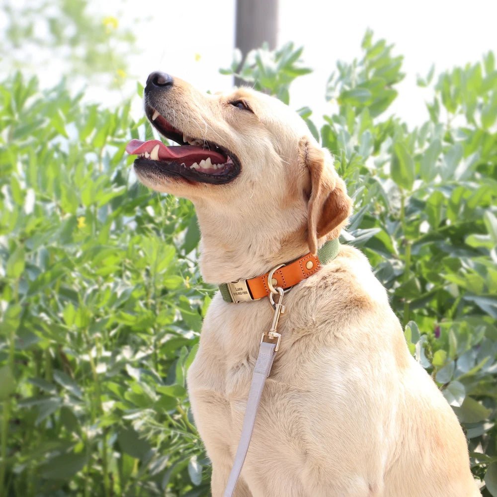 Ensemble de collier et laisse en nylon et cuir personnalisable pour chien Oscar et Plume Collier noir / S