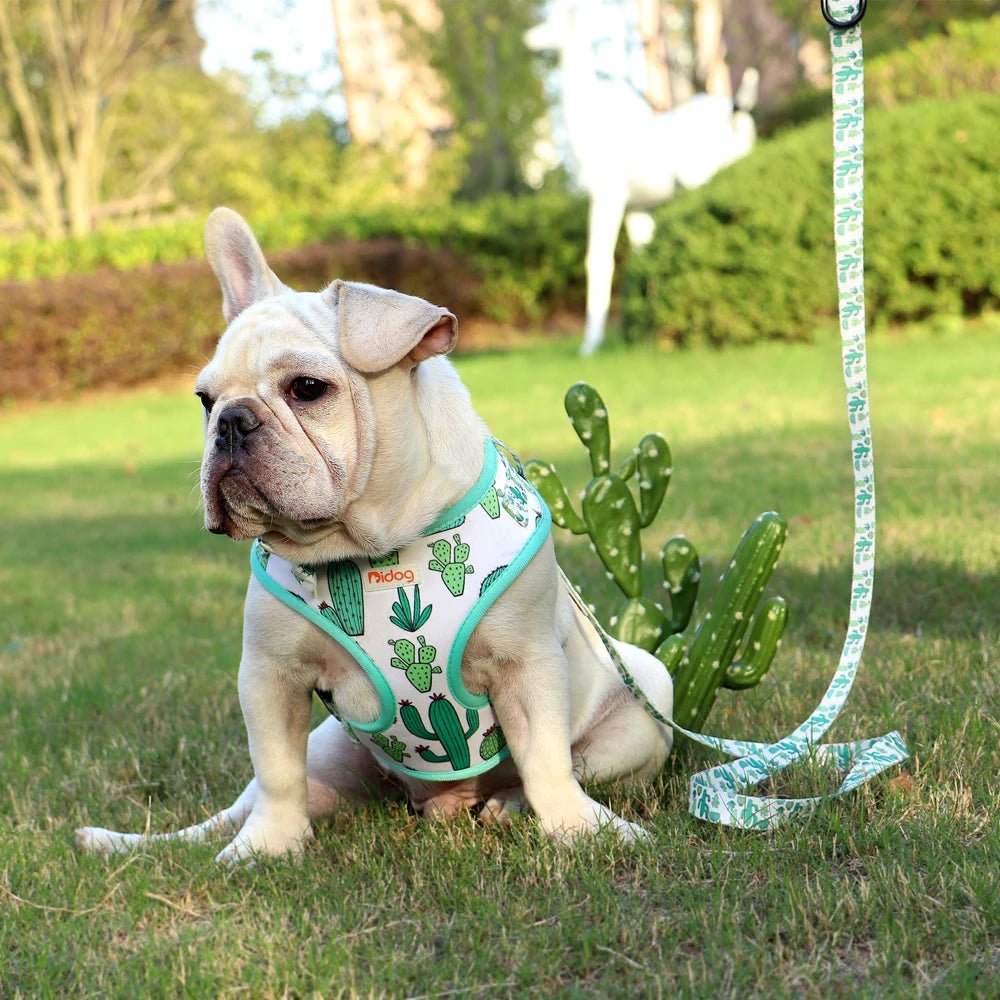 Ensemble harnais et laisse à motif pour chien - Les Bonnes Affaires Oscar et Plume Ensemble pastèque / S