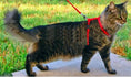 Charger l'image dans la visionneuse de la galerie, Chat portant un ensemble harnais et laisse pour chien rouge dans un jardin herbeux
