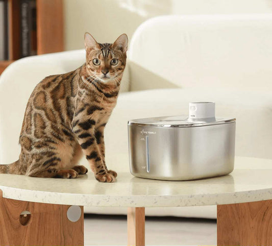 Chat posé à côté d'une fontaine sans fil pour chat en acier inoxydable sur une table