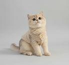 Chat portant un gilet chaud pour chat avec des boutons, confortablement installé sur un arbre à chat