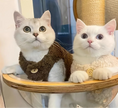 Carica l'immagine nel visualizzatore della galleria, Deux chats dans des gilets chauds pour chat, un en marron et l'autre en beige, avec des boutons décoratifs
