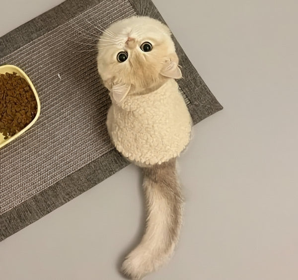 Chat avec un gilet chaud pour chat en peluche, regardant vers le haut, assis sur un tapis