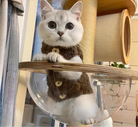 Chat portant un gilet chaud pour chat avec boutons en bois dans un arbre à chat en verre
