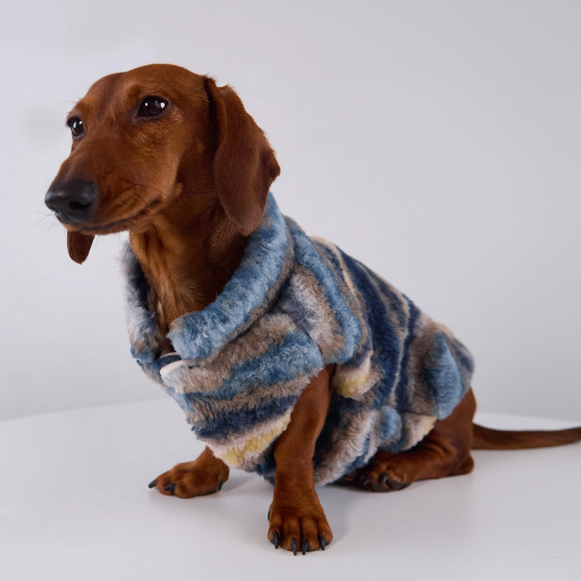 Teckel portant un gilet chaud pour teckel en fausse fourrure avec un motif rayé bleu