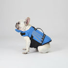Chien français Bulldog portant un gilet de sauvetage pour chien bleu avec bandes réfléchissantes