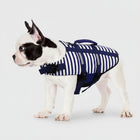 Gilet de sauvetage pour chien rayé bleu avec poignées et sangles réglables sur un bouledogue français