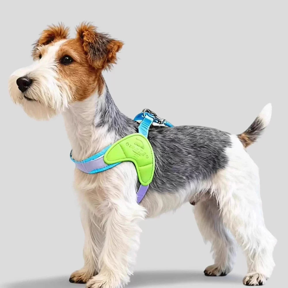 Harnais pour petit chien en bleu et vert, adapté au confort et à la sécurité lors des promenades