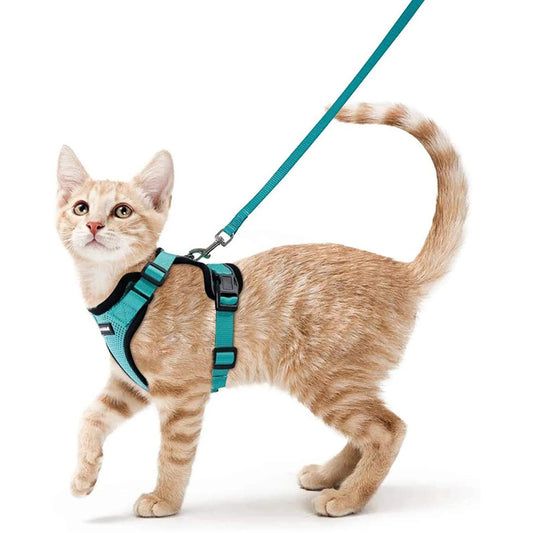 Chat roux portant un harnais et laisse pour chat vert turquoise de la marque Oscar et Plume