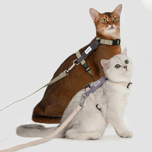 Harnais et laisse pour chat avec des designs confortables pour chats actifs et curieux
