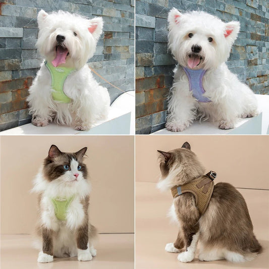 Ensemble harnais et laisse pour chien et chat en plusieurs couleurs par Oscar et Plume