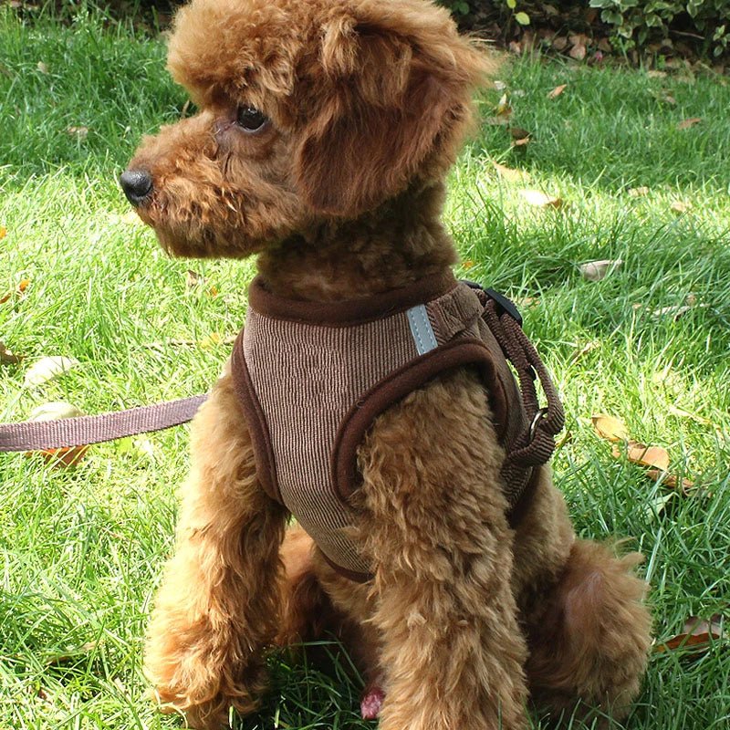 Harnais + Laisse pour petit chien velours côtelé respirant Oscar et Plume