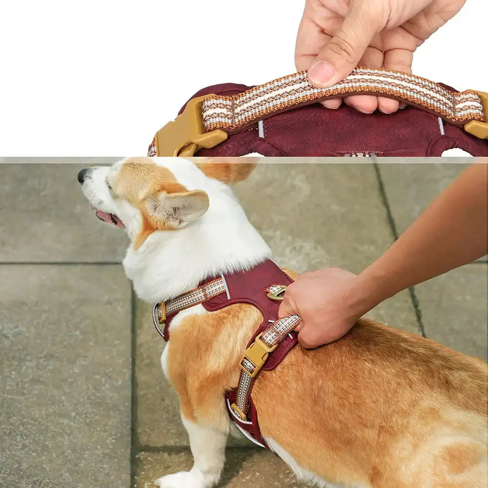 Corgi porte un harnais pour chien moyen et grand bordeaux avec poignee et boucles ajustables tenu par une main