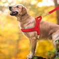 Load image into Gallery viewer, Harnais pour chien personnalisable en cuir durable Oscar et Plume
