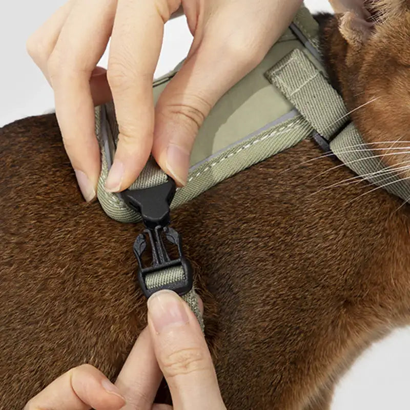 Harnais Réfléchissant Pour Chat Avec Laisse Coordonnée