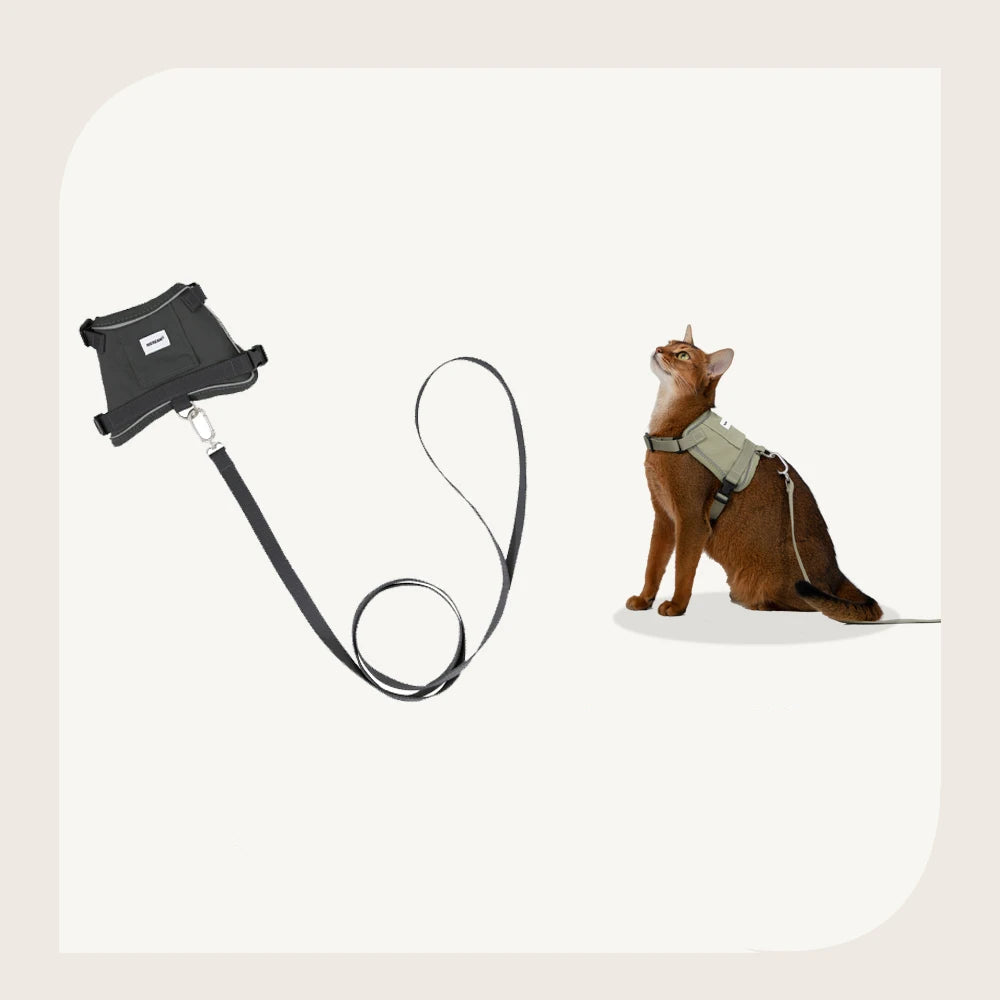 Harnais réfléchissant pour chat avec un clip et une laisse pour des promenades sécurisées