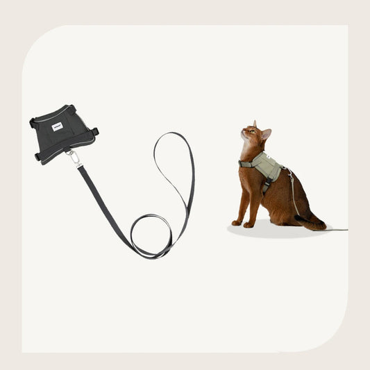Harnais réfléchissant pour chat avec un clip et une laisse pour des promenades sécurisées