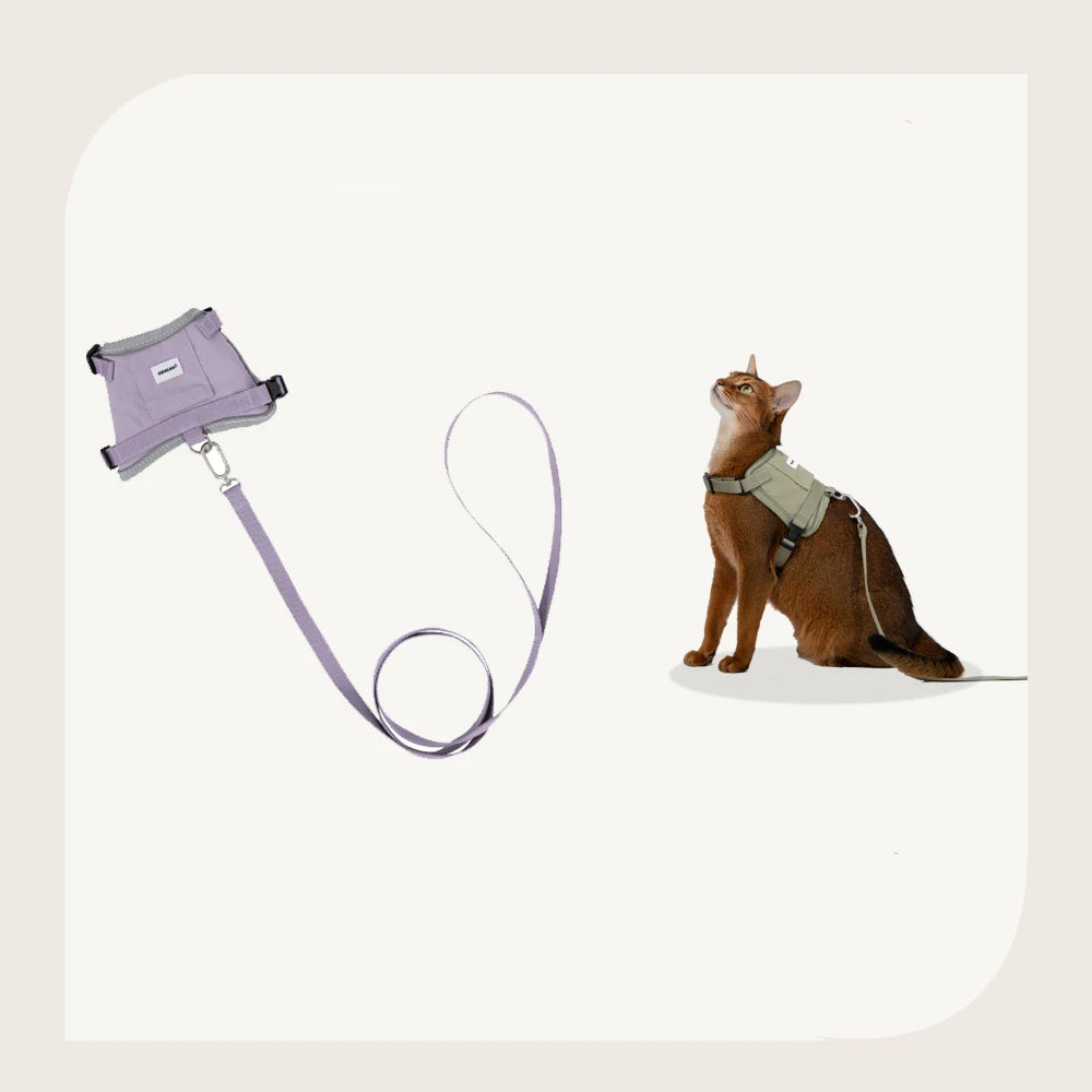 Harnais réfléchissant pour chat avec laisse assortie en violet, idéal pour les promenades en extérieur