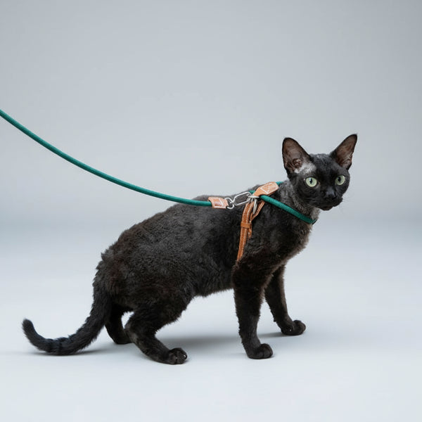Harnais réglable pour chat Oscar et Plume en cuir avec une laisse assortie pour promenades confortables