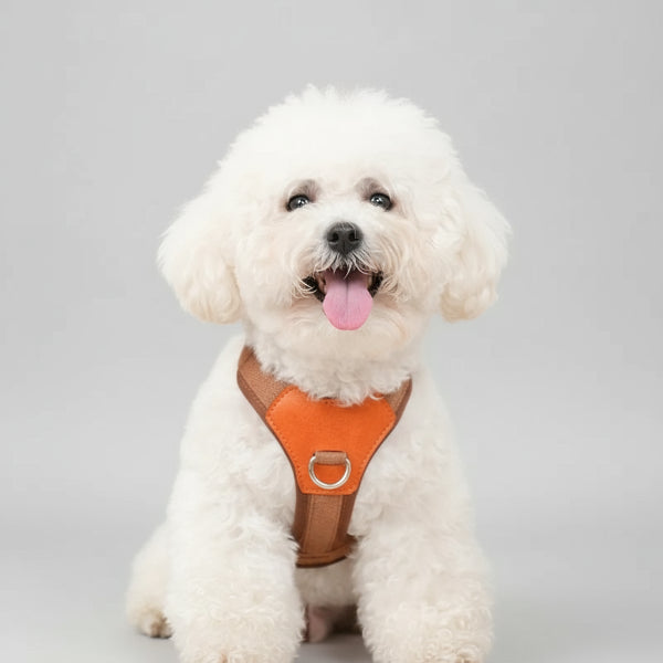 Chien blanc portant un harnais robuste pour chien Oscar et Plume rembourré orange avec boucles réglables et anneau métallique