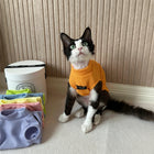 Chat portant un t-shirt pour chat orange avec plusieurs autres t-shirts colorés en arrière-plan