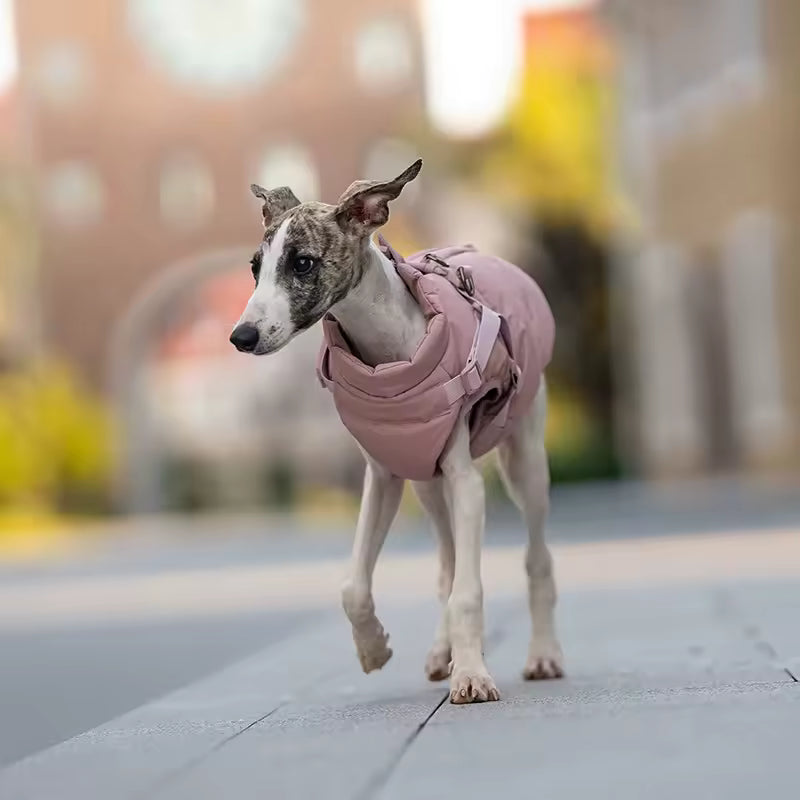 Chien portant un imperméable pour chien avec harnais rose taille moyenne en extérieur urbain