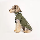 Chien portant un imperméable pour chien vert avec éclairage réfléchissant pour jours de pluie