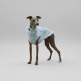 Carica l'immagine nel visualizzatore della galleria, Chien lévrier élégant portant un imperméable pour lévrier et Whippet en bleu clair
