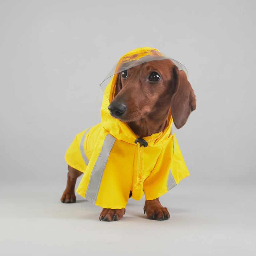 Imperméable pour teckel en jaune avec capuche et bandes réfléchissantes pour jours de pluie
