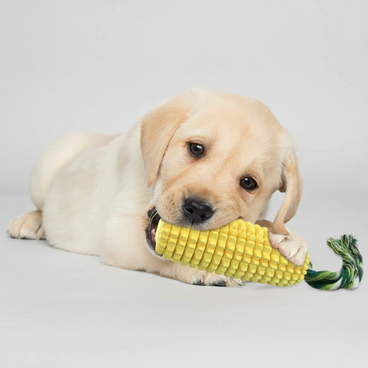 Chien labrador jouant avec jouet à mâcher chien résistant en forme d'épi de maïs
