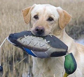 Jouet en forme de canard résistant pour chien Oscar et Plume