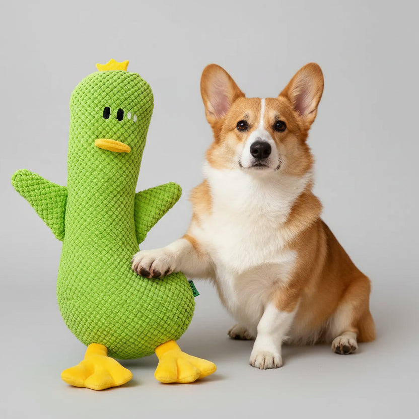 Chien Corgi avec un jouet en peluche pour chien en forme de canard vert, parfait pour les moments de jeu