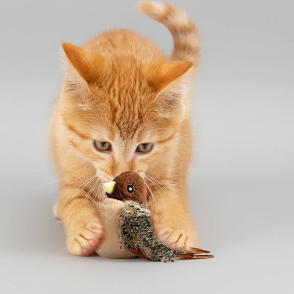 Chat orange jouant avec un jouet oiseau interactif pour chat sur un sol en bois