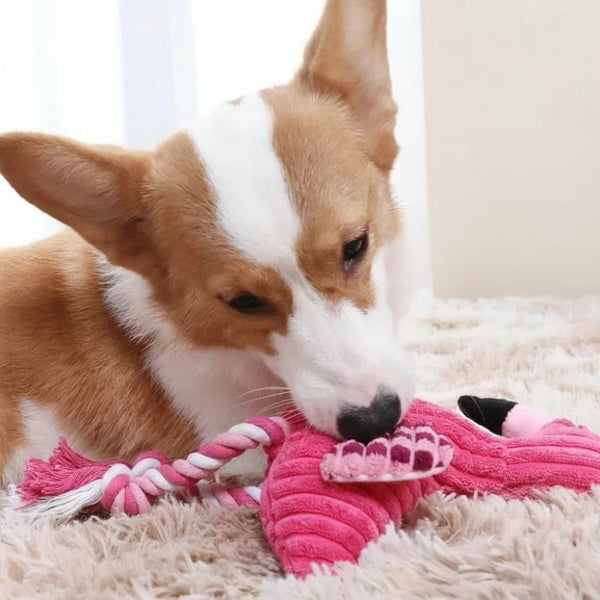 Chien Corgi jouant avec un jouet peluche pour chien en forme de flamant rose avec des cordes