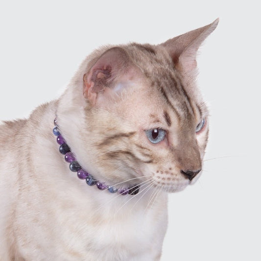 Chat portant un collier anti-stress pour chat Oscar et Plume avec perles violettes et noires
