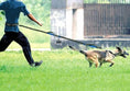 Charger l'image dans la visionneuse de la galerie, Laisse élastique pour chien Oscar et Plume
