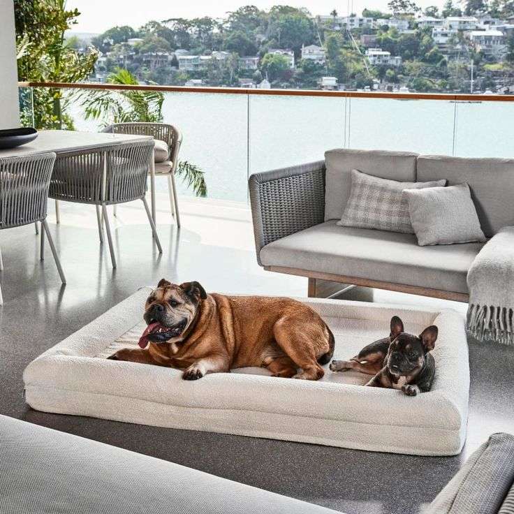 Lit design pour chien confortable et moderne avec deux chiens allongés dans un salon lumineux