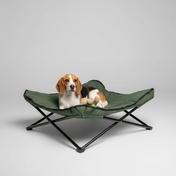 Chien Beagle détendu sur un lit pliable pour chien avec jouets dans un intérieur chaleureux