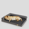 Charger l'image dans la visionneuse de la galerie, Lit pour chien mémoire de forme confortable avec un chien couché dans un intérieur élégant
