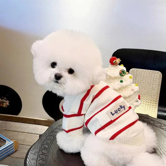 Petit chien blanc portant un pull rayé pour chien blanc avec rayures rouges et décoration festive