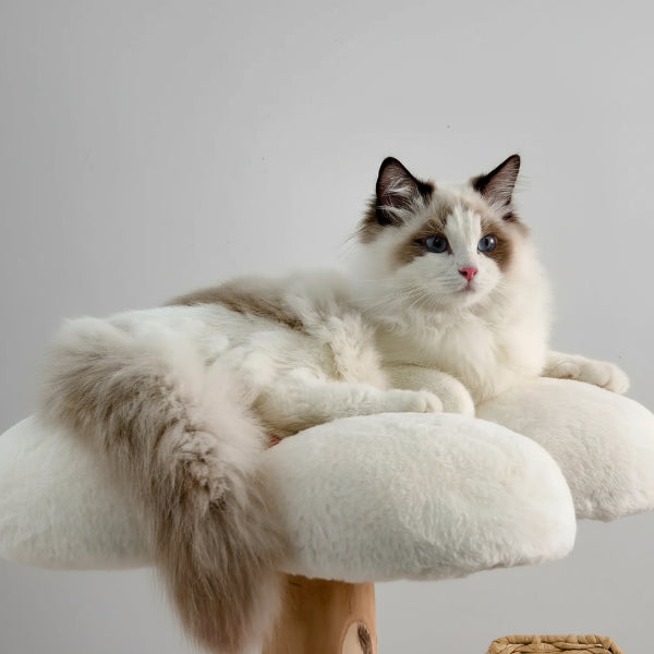 Chat ragdoll aux yeux bleus allongé sur plateforme en peluche d'un arbre à chat en bois massif Oscar et Plume