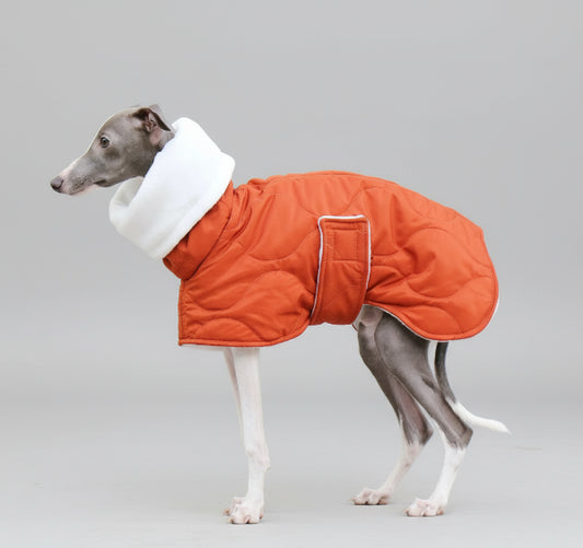 Lévrier portant un manteau hiver pour lévrier orange avec col blanc d'Oscar et Plume