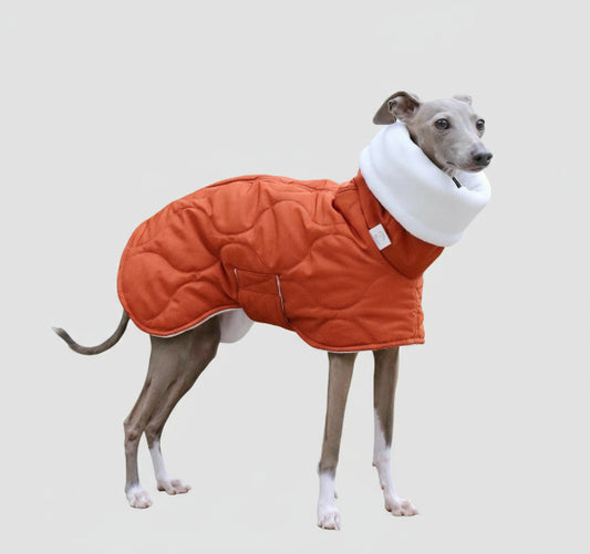 Lévrier portant un manteau hiver pour lévrier orange matelassé avec col blanc chaud en extérieur