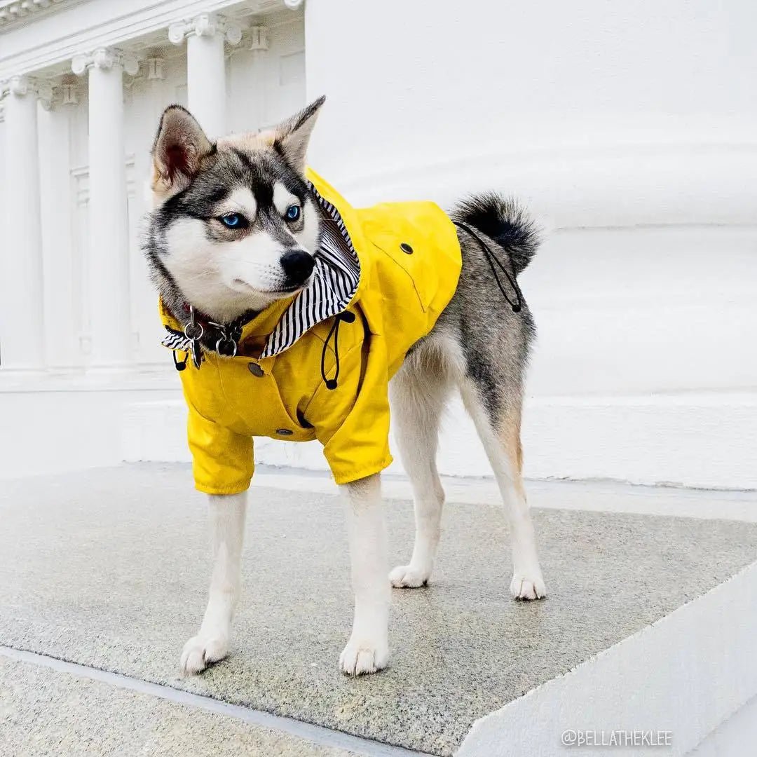 Manteau Imperméable Pour Chien Oscar et Plume Jaune / S